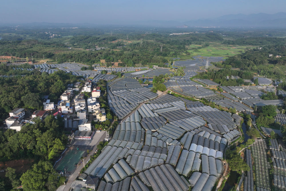 这是8月11日拍摄的广西桂林全州县才湾镇毛竹山村葡萄园（无人机照片）。新华社记者 黄孝邦 摄